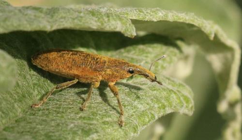 Réf. 255 588 : Lixus pulverulentus